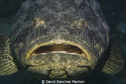 same goliath grouper, same place, 24hours later...
still... by David Sanchez Pachon 